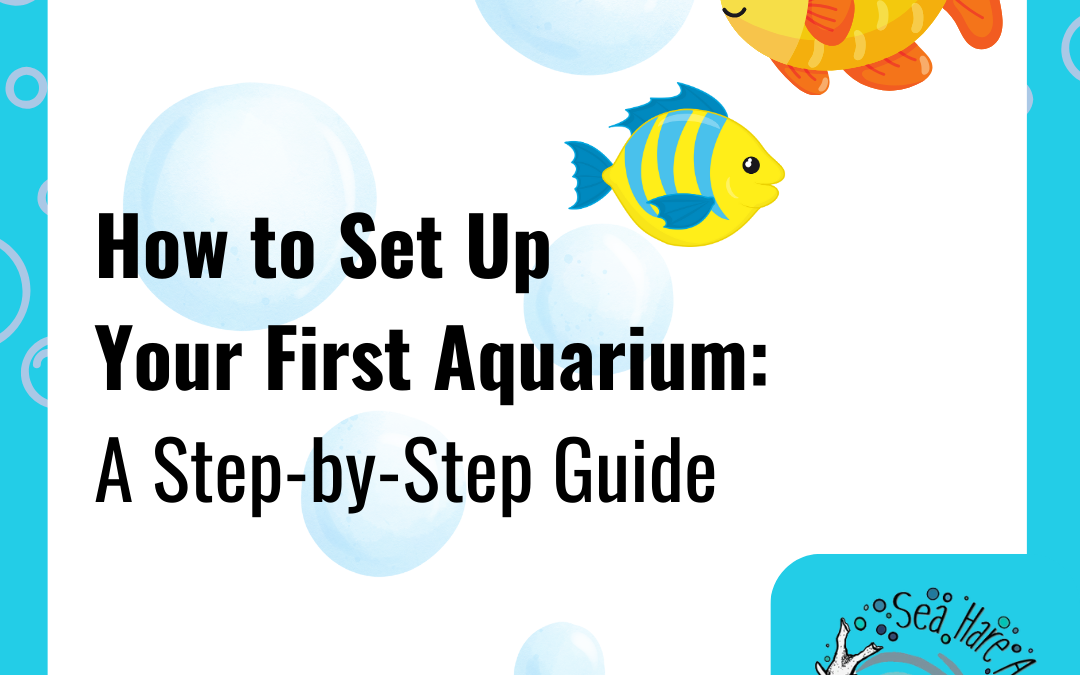 How to Set Up Your First Aquarium: Easy Setup Tips To Get You Started!