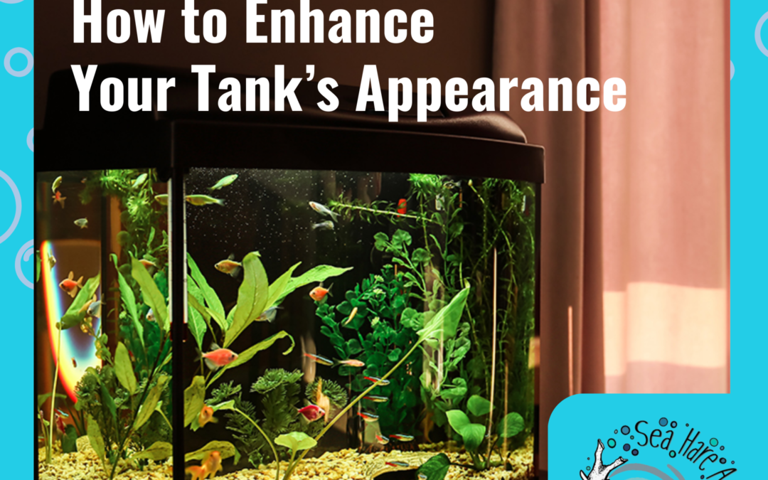 Do’s and Don’ts for Aquarium Lighting