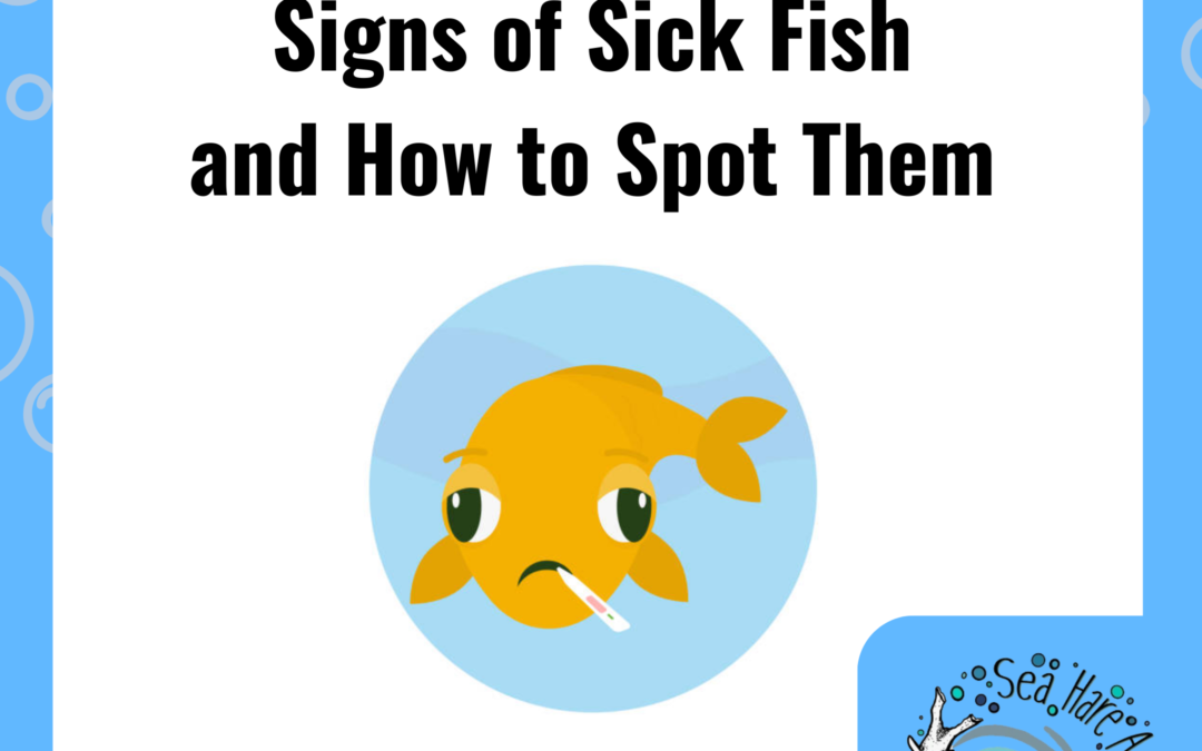 Sick Fish and How to Spot Them!